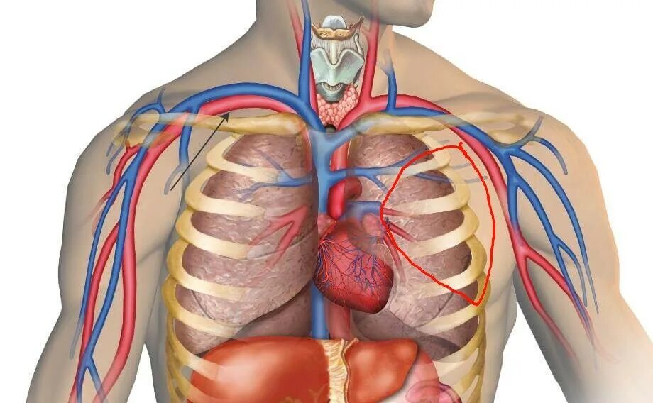 Справа под легким. Анатомия грудной клетки сердце легкие. Анатомия грудной клетки внутренние органы. Анатомическое расположение сердца.