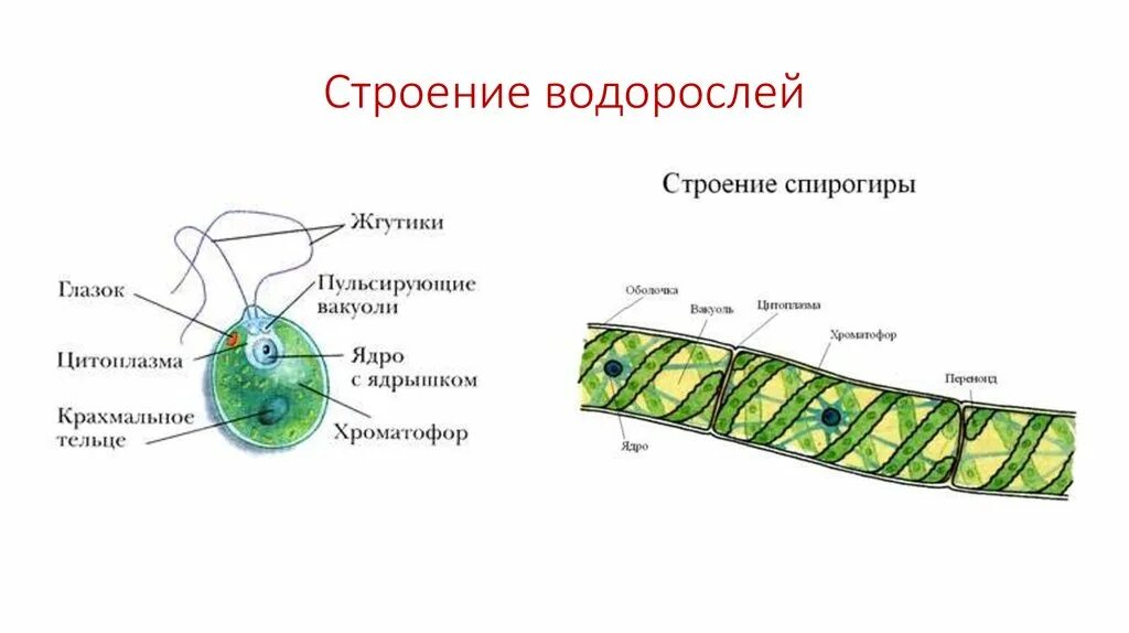 Строения водорослей лабораторная работа. Строение многоклеточных водорослей. строение многоклеточной водоросли рисунок. строение многоклеточных зеленых водорослей. строение многоклеточной водорослей хламидомонада.