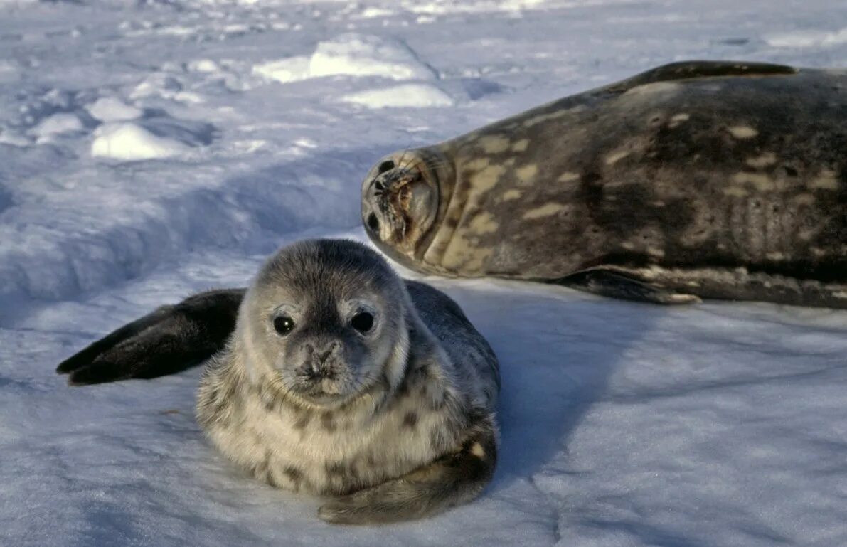 Байкальская кольчатая нерпа. Тюлень нерпа. Балтийская кольчатая нерпа. Белый гренландский тюлень. Ларга дальневосточная нерпа.