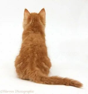 Кот сидит на спине