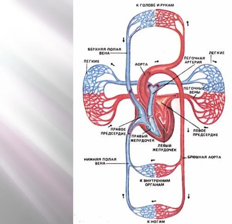Круги кровообращения артериальная и венозная кровь. Большой и малый круг кровообращения . Артериальная и венозная системы. Схема большого круга кровообращения венозного. Круги кровообращения человека анатомия на человеке. Круг кровообращения голова