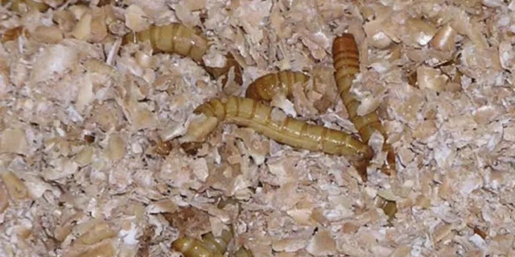 Вредители в крупе и червячки. Червяки в крупе. Личинки в крупе. Червяки в крупе. Личинки в крупах.