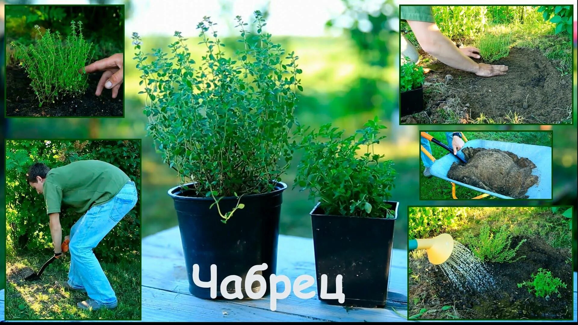 Как посадить чабрец