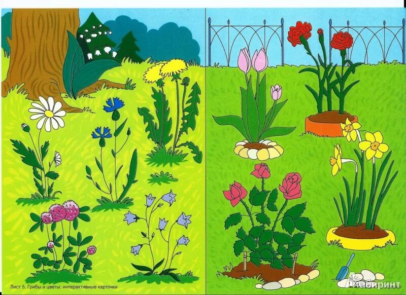 Дидактические игры лето. Изображения растений для детей. Растения сада для детей. Растения летом для дошкольников. Травы для дошкольников.