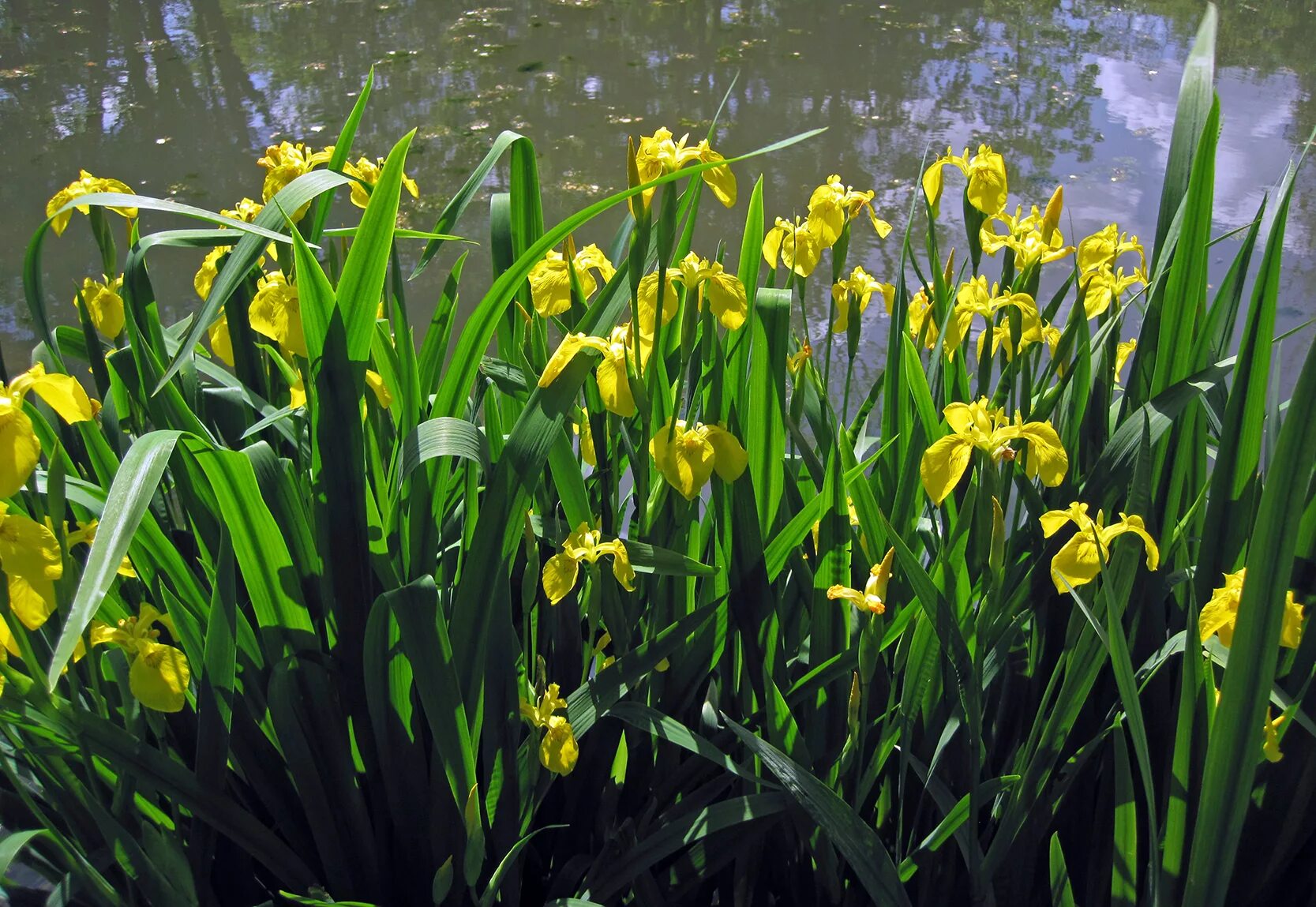 Ирис болотный фото. Ирис болотный ложноаировый. Ирис жёлтый – Iris pseudacorus. Ирис pseudacorus болотный желтый. Касатик (Ирис) аировидный (Iris pseudacorus.