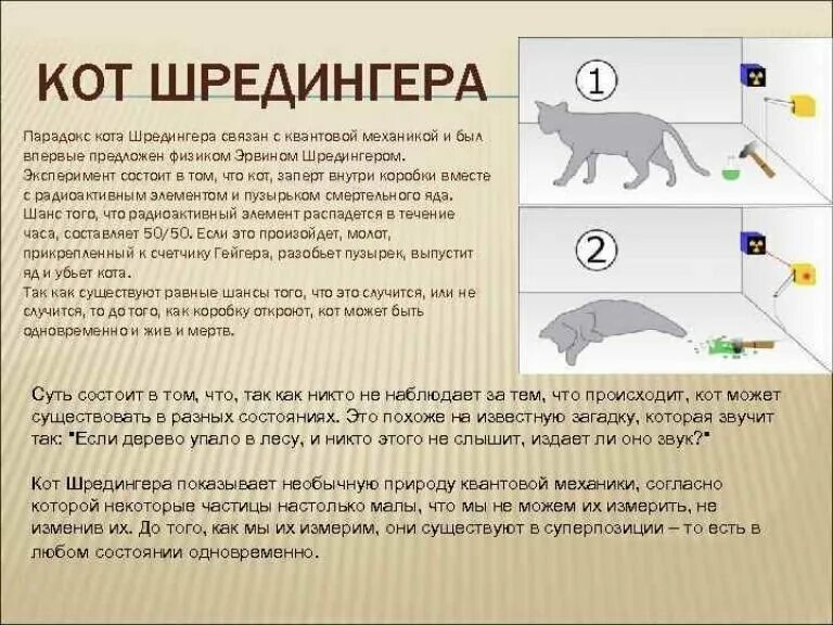 И жив и мертв одновременно. Кот Шредингера эксперимент. Теория кота Шредингера. Эксперимент Шрёдингера с котом кратко. Кот Шредингера и теория вероятности.