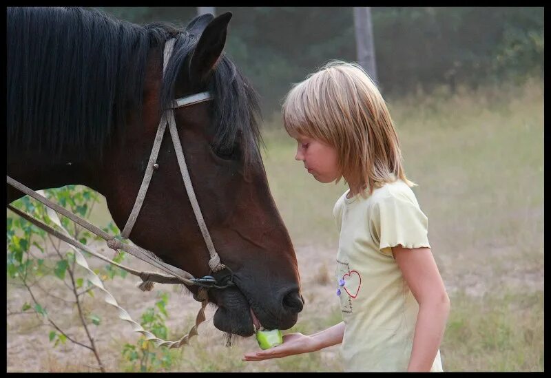 Рассказать детям о лошадях. Фото где человек с лошадью в дружбе. Добра коня