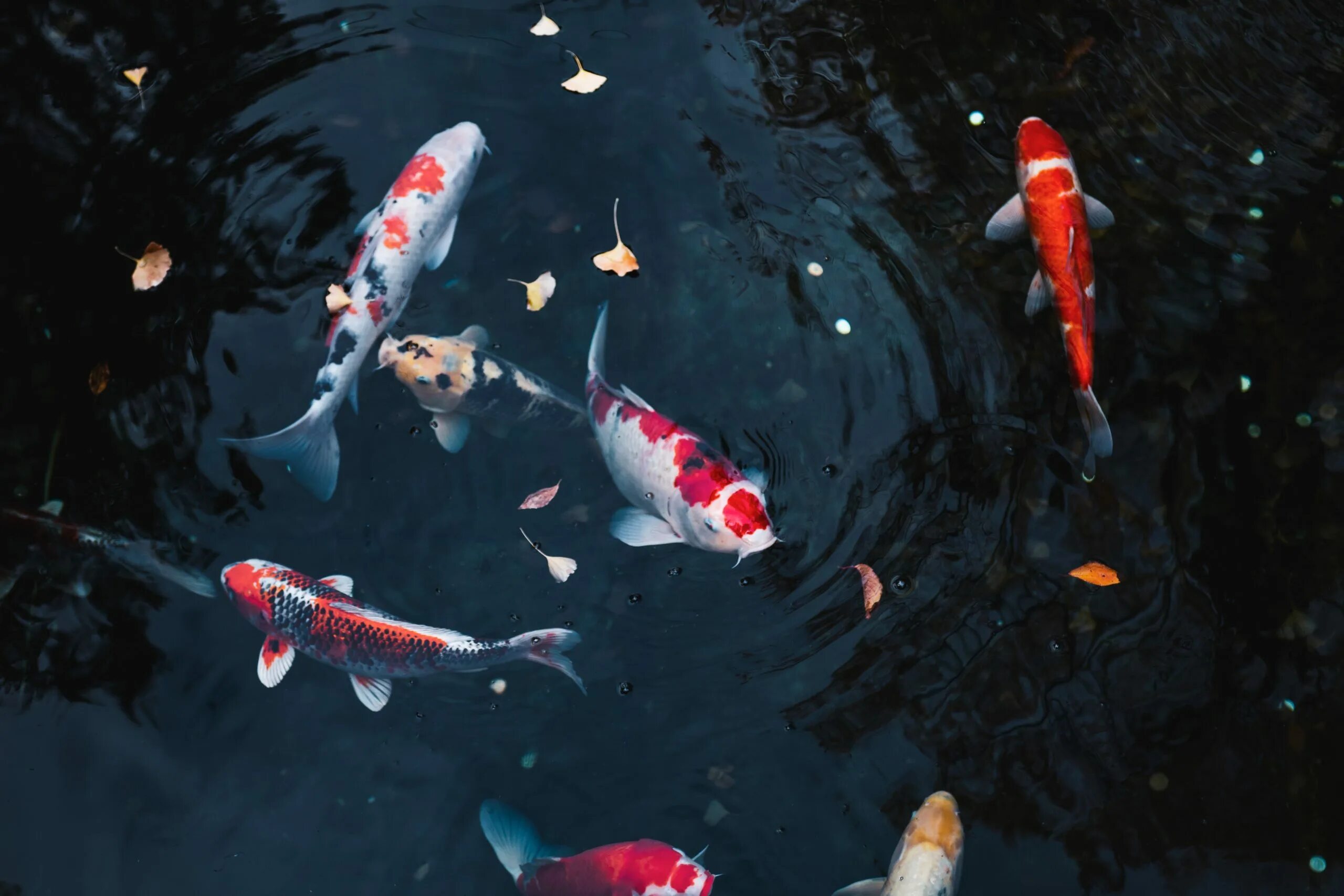 Тхам такира парамаантра и кои тайланд. Карп кои вуалевый. Белый кои (кохаку). Золотой карп кои геншин. Карп кои из глины.