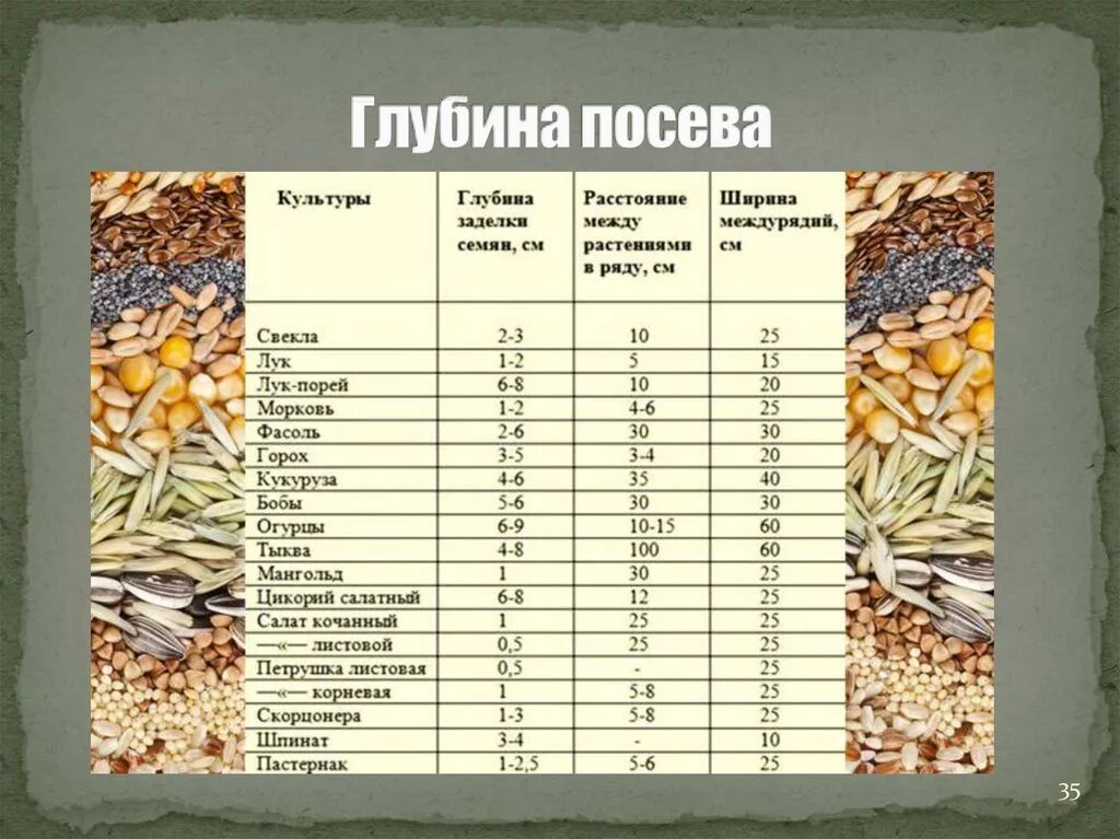 Температура прорастания семян огурцов. Глубина посадки семян таблица. Глубина посева семян кукурузы. Таблица глубины посева семян овощей. Таблица по биологии глубина заделки семян.