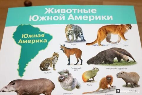 Животный мир южных материков