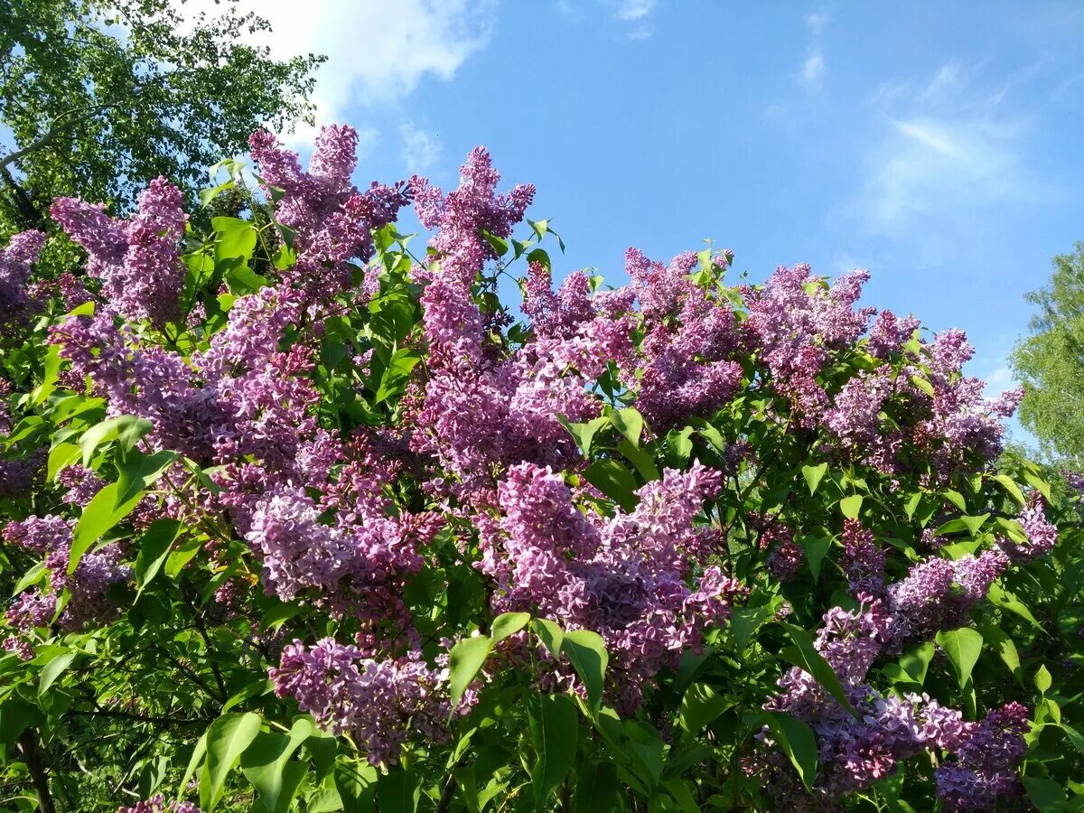 Сирень syringa. Сирень обыкновенная Кавур. Сирень Роял перпл. Сирень сорт Кавур. Сирень обыкновенная Syringa.