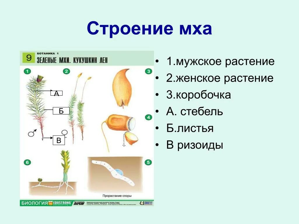 Органы зеленого мха. Внешнее строение мха Кукушкин лен. Строение мха Кукушкин лен 5 класс. Кукушкин лен строение мужского растения. Мох Кукушкин лён строение мужской.