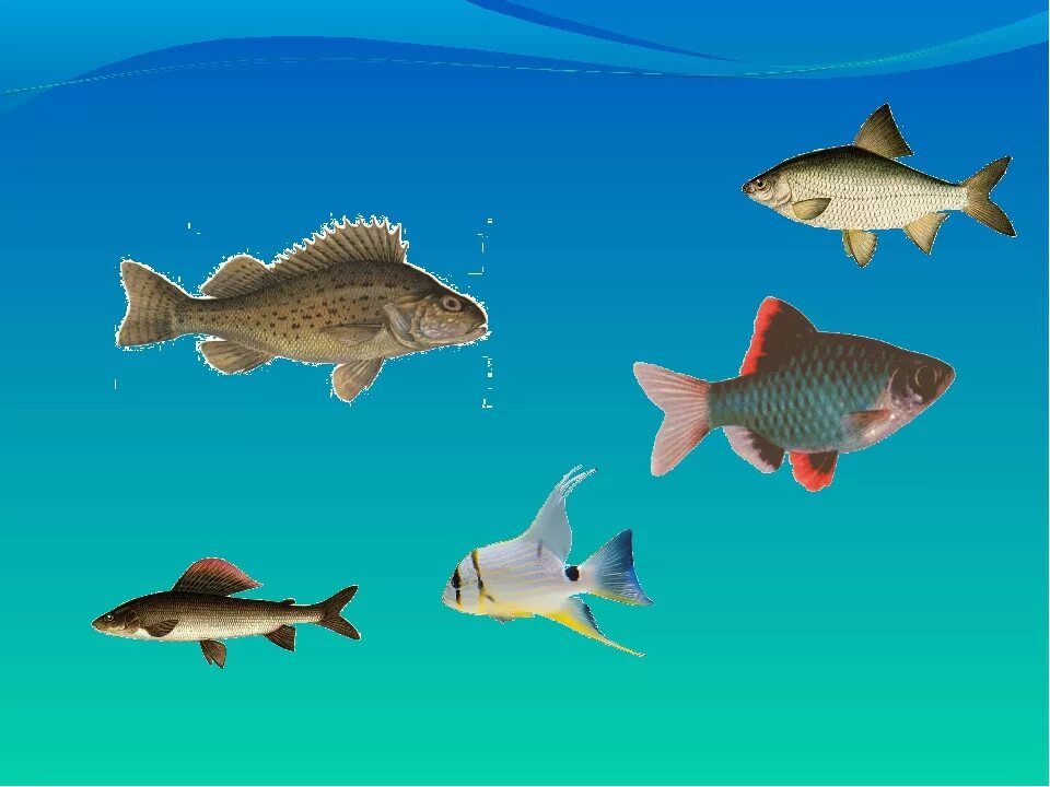 Рыбы для дошкольников. Морские рыбы. Речные рыбы для дошкольников. Рыбы окружающий мир. Изображения речных рыб.