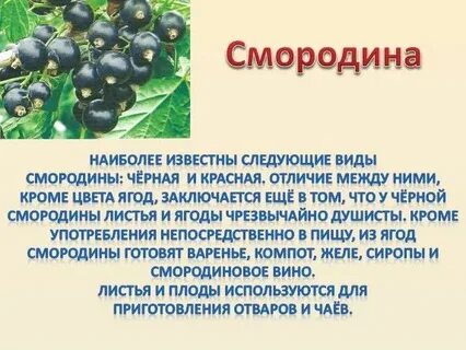 Смородина кратко