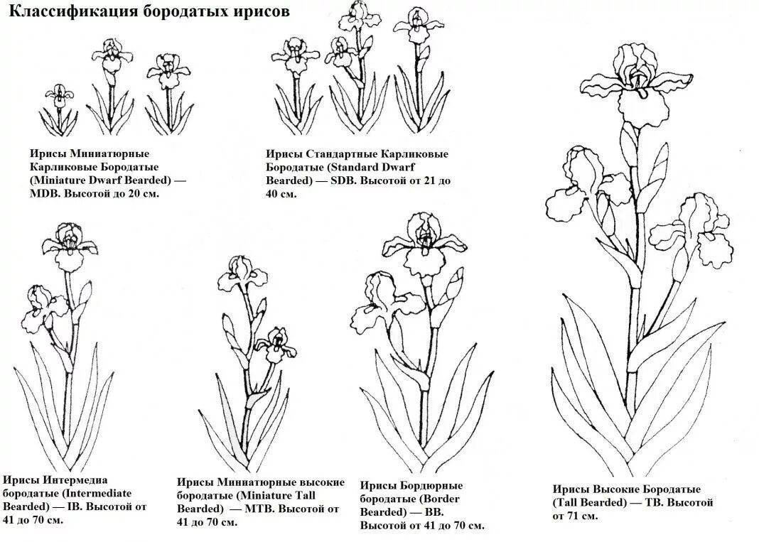 Строение цветка ириса. Классификация ириса. ирис систематика. ирис классификация растения. строение цветка ириса бородатого.