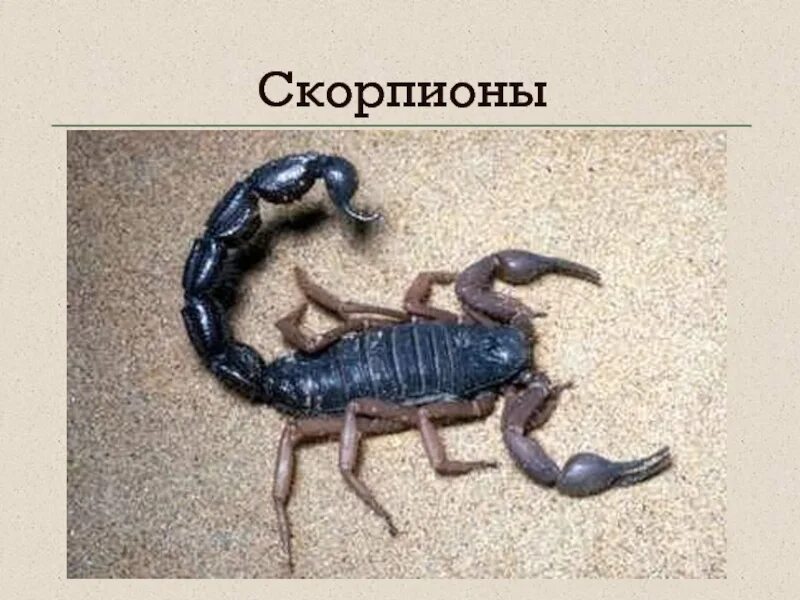 Жизнь животных членистоногие. Членистоногие скорпион. скорпион членистоногое. скорпион отряд членистоногих. скорпион класс.