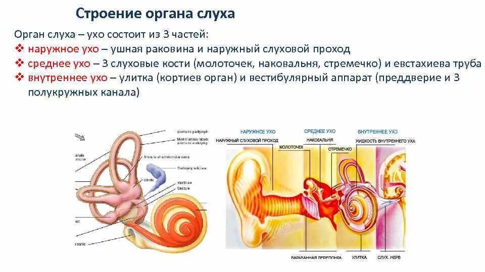 3 отдела органа слуха. Схема строения органа слуха. Строение органов слуха органы слуха. Строение органов слуха млекопитающих схема. Строение органа слуха человека анатомия.