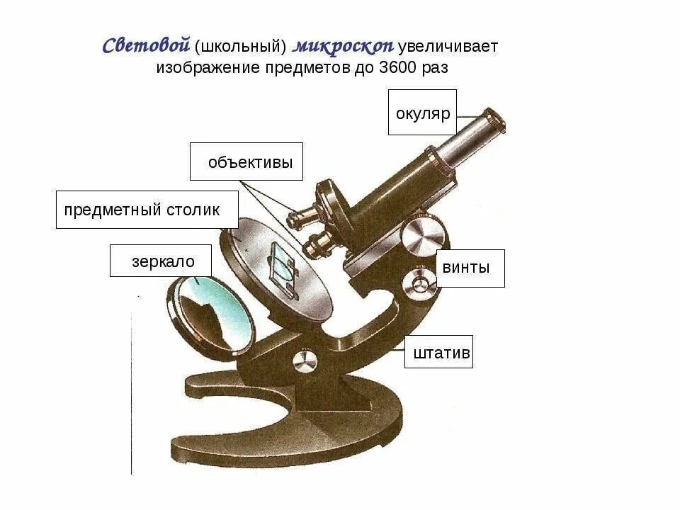 Какое строение имеет лупа. Строение увеличительных приборов микроскоп. увеличительные приборы микроскопа основные. увеличительные приборы лупа 5 класс биология проект. увеличительные приборы 6 класс биология.