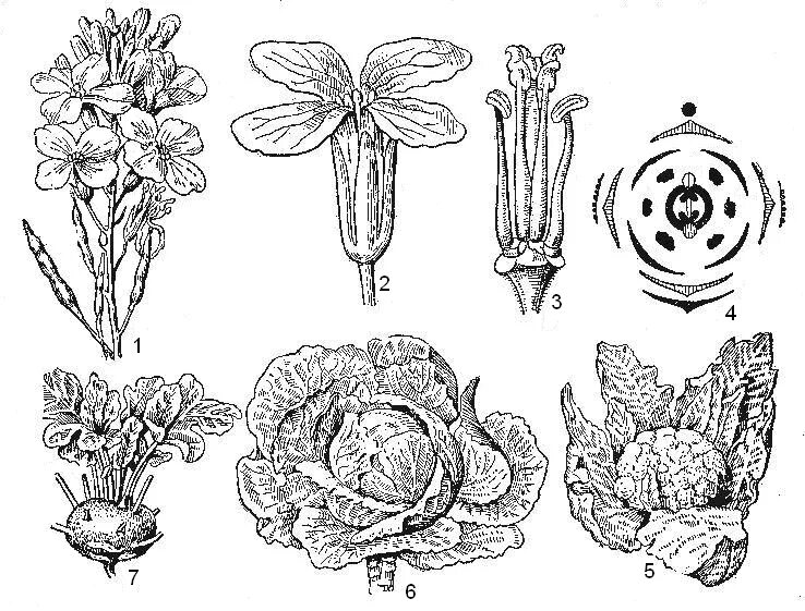Строение редьки дикой рисунок. Гинецей крестоцветных. Андроцей крестоцветных. Brassicaceae крестоцветные. Капуста семейство крестоцветные соцветие.