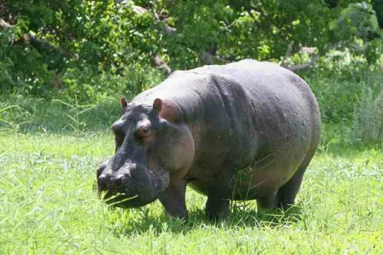 Информация о бегемоте. Бегемот на каком материке. Где живут бегемоты. Обыкновенный бегемот. Бегемот в красной книге.