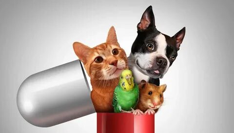 Фф pet