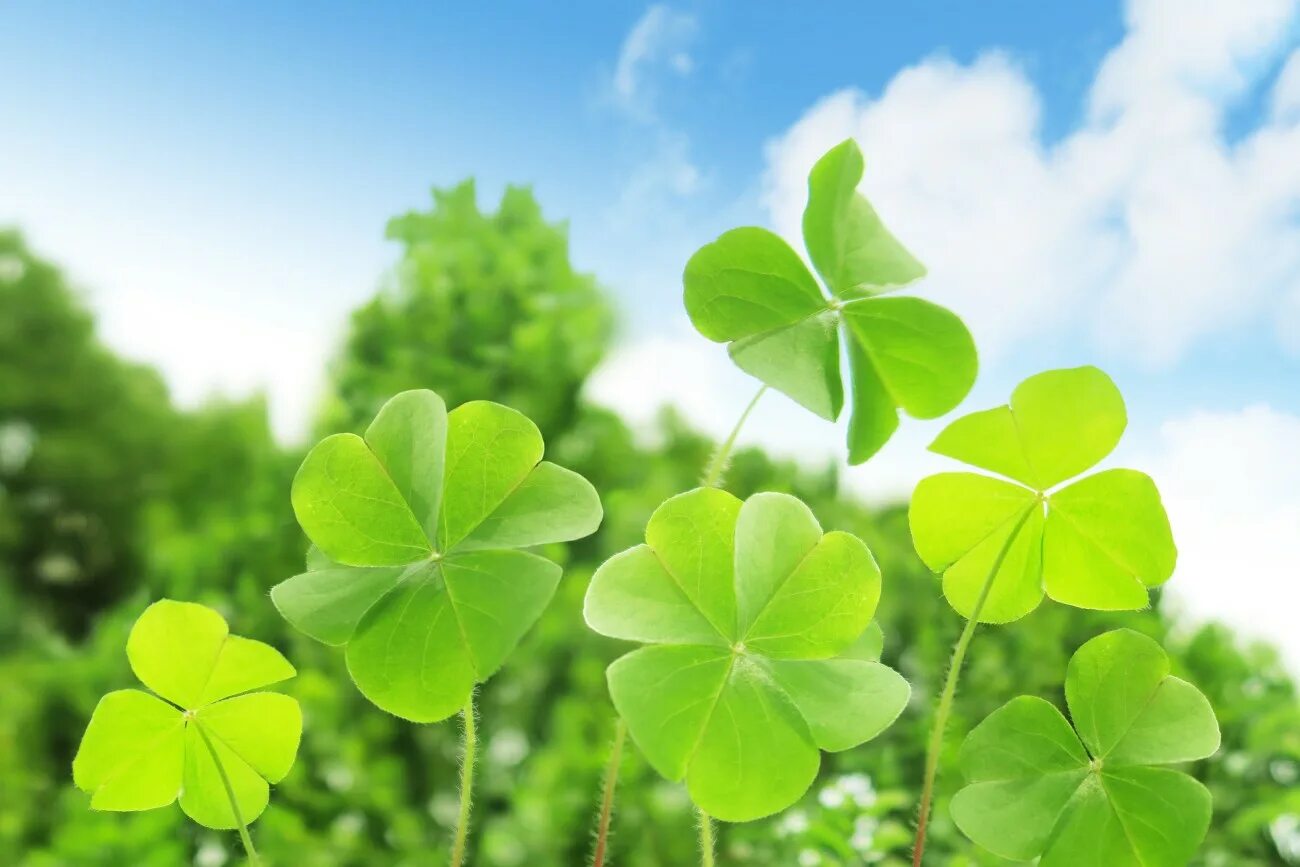Символ удачи. Удача в июне. Символ удачи. Клевер на удачу талисман. Желаю благополучия.