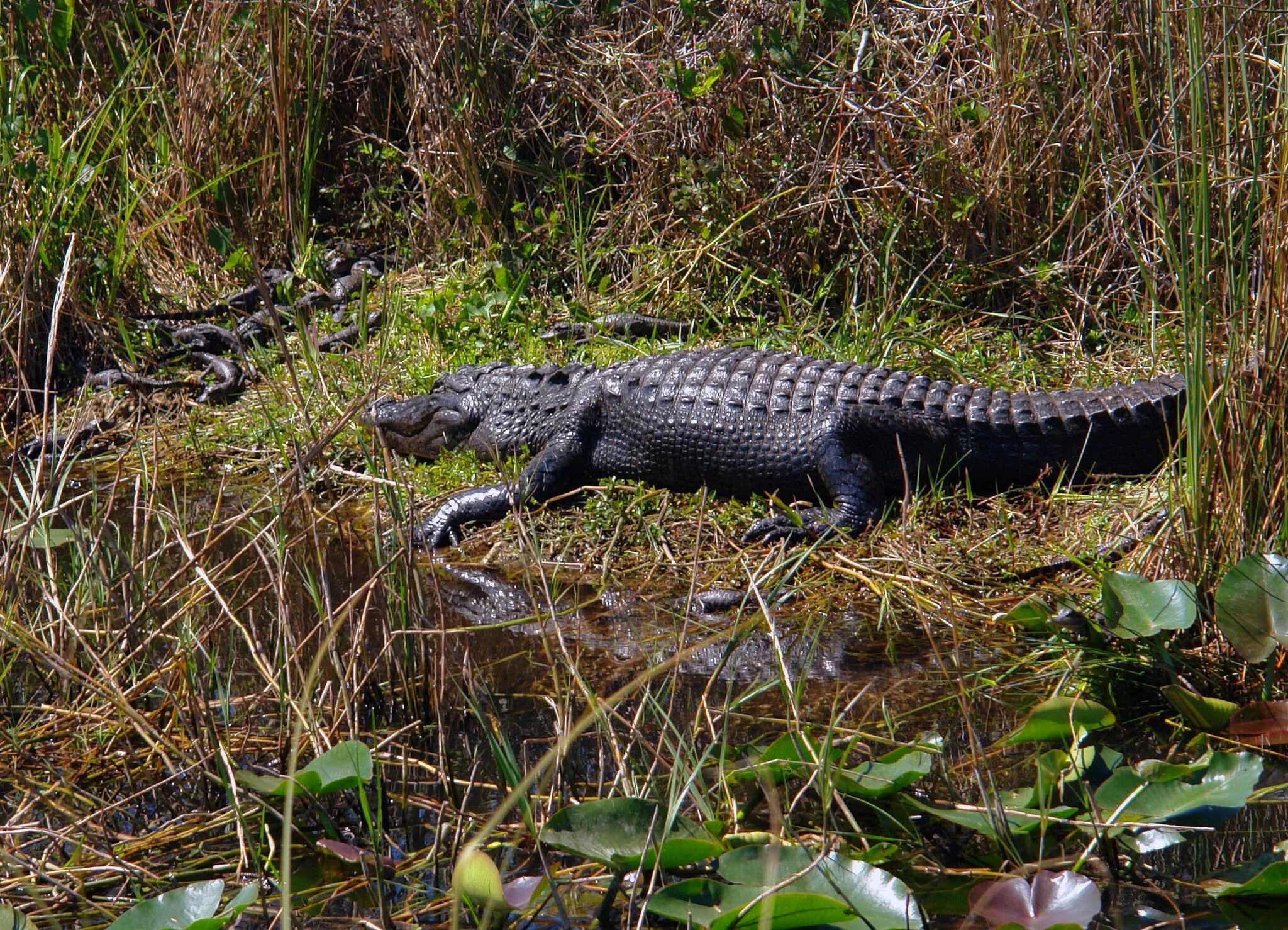 Миссисипский Аллигатор. Эверглейдс Аллигаторы. Everglades Аллигатор. Миссисипский Аллигатор чешуйчатый. Миссисипский аллигатор отряд