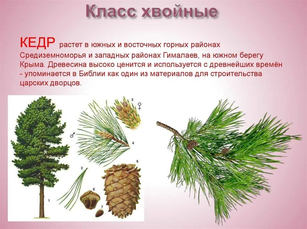 Какое дерево не является хвойным