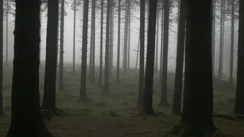 Футаж лес