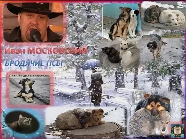 Заходер песня бездомных собак. Бродячие собаки. Песня бездомных собак. Гимн бродячей собаки. Щенки песни.