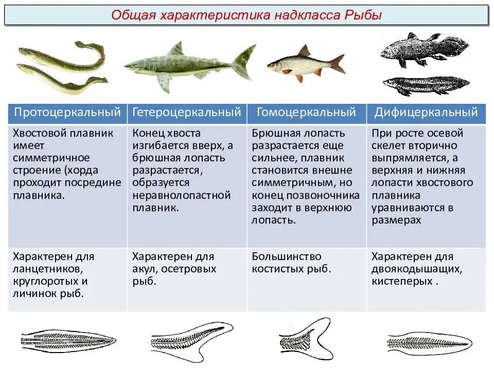 Общая характеристика рыб биология. Класс рыбы общая характеристика. Общаясь характеристика рыб. Характеристика классов рыб.