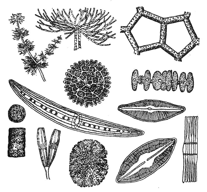 Продукция фитопланктона. Фитопланктон. Фитопланктон рисунок. Чб рисунок фитопланктон. Фитопланктон иконка.