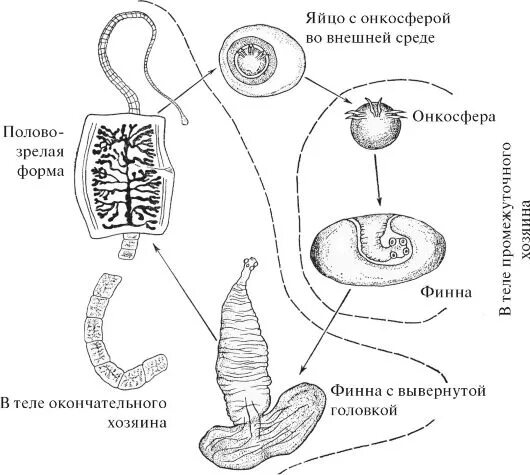 Жизненный цикл свиного цепня схема. Жизненный цикл свиной цепень схема. Жизненный цикл ленточного червя схема. Цикл развития ленточных червей схема. Яйцо с онкосферой