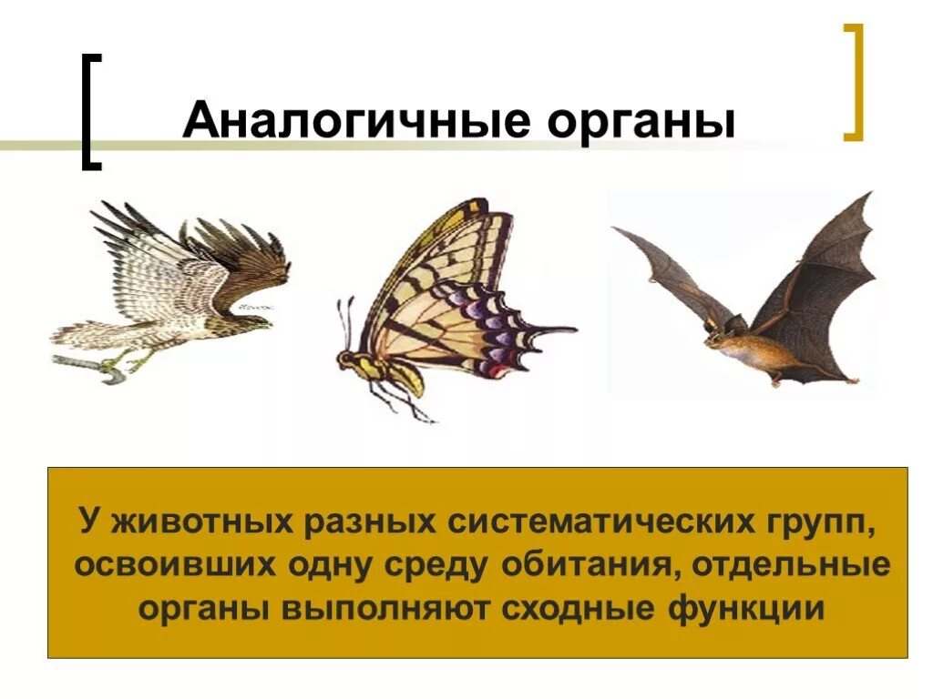 Дивергенция гомологичные и аналогичные. Аналогичные органы. Амоломологичные органы. Аналогичные органы животных. Гомологичные органы и аналогичные органы.