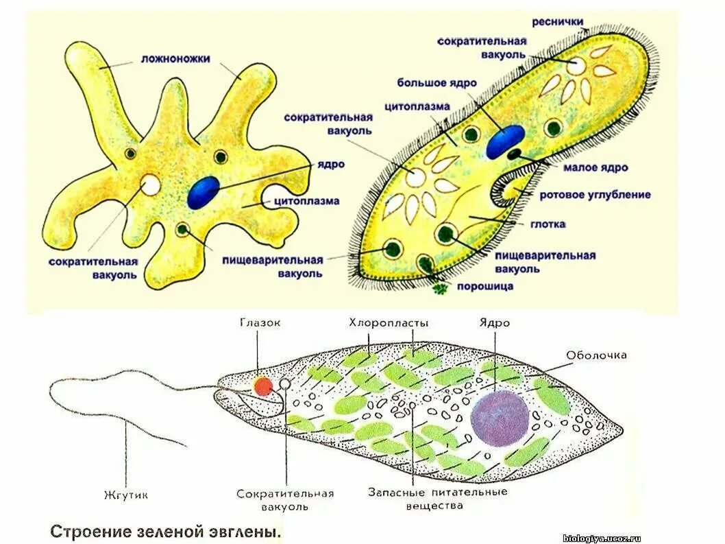 Протисты строение клетки. Схема простейших биология 7 класс. Простейшие организмы строение клетки. Строение одноклеточных организмов. Инфузория туфелька ложноножки