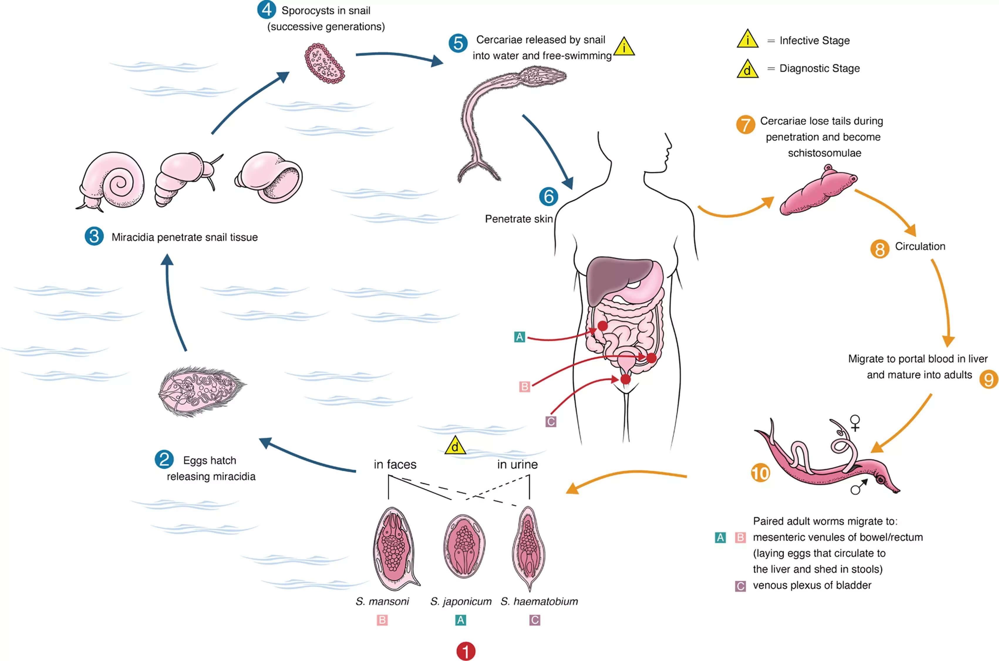 Жизненный цикл шистосомы. Schistosoma haematobium жизненный цикл. Жизненный цикл шистосомы схема. Схема жизненного цикла Schistosoma haematobium. Schistosoma mansoni цикл.