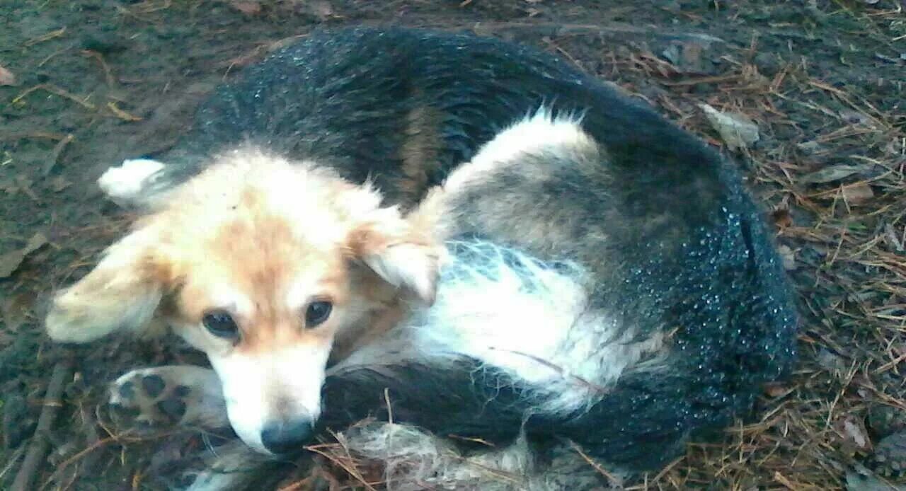 У собаки умерли щенки. У собаки умерли щенки. У собаки умерли щенки. У собаки умерли щенки. У собаки умерли щенки.