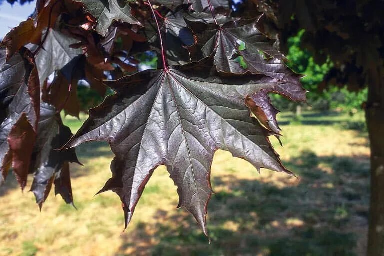 Клен остролистный фасенс блэк. Клен остролистный кримсон кинг. Деревья с темными листьями. Береза повислая purpurea. Клен остролистный кримсон кинг.