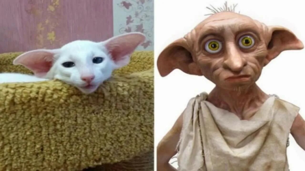 Кошка похожа на мышь