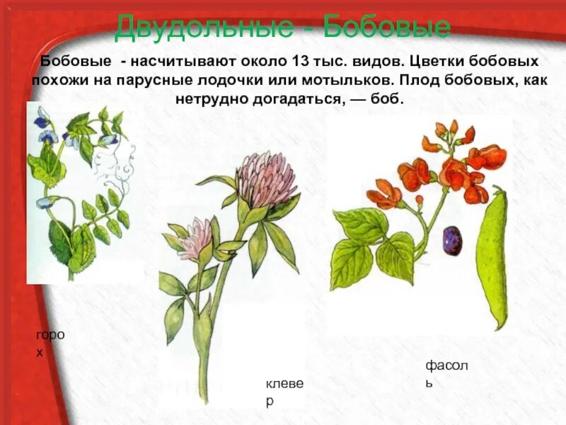 Красная книга камчатки растения. Ядовитые растения лютик ядовитый. Насчитывают около видов. Иглокожие класс морские огурцы. Царство бактерии общая характеристика.