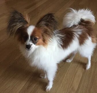 Papillon владикавказ