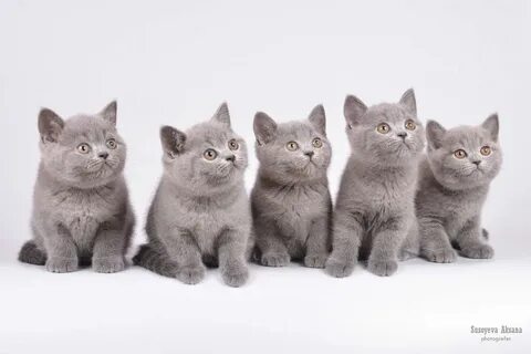 Котята британской породы