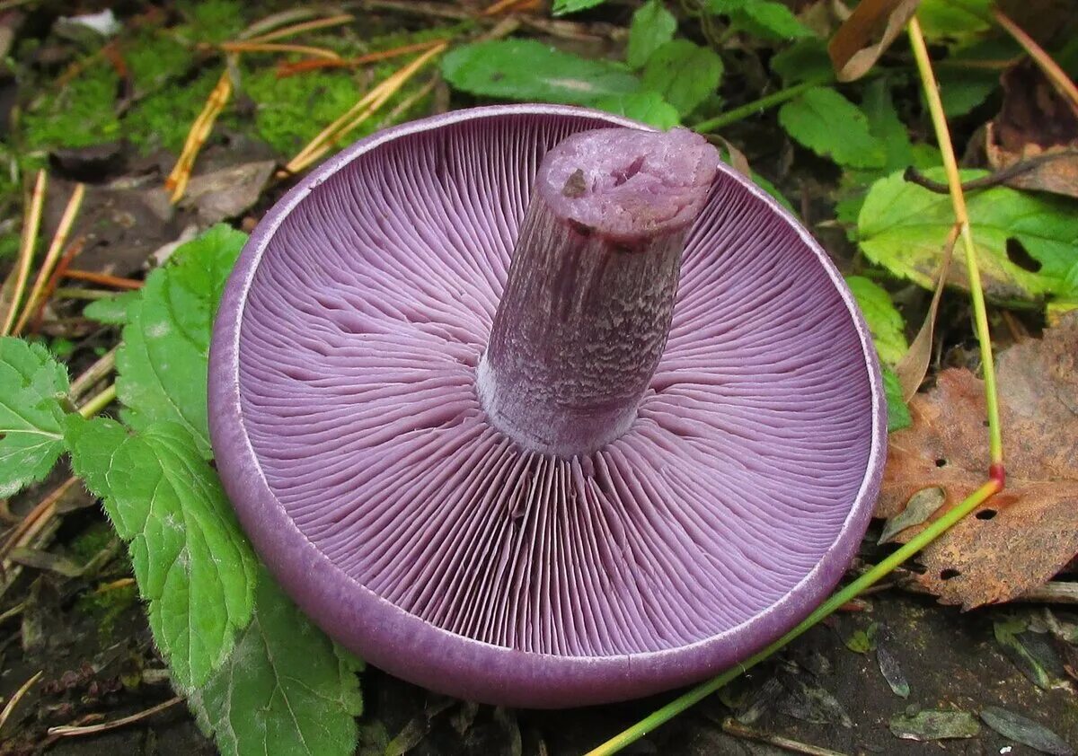 Seta pie azul (Clitocybe nuda) Características y consumo de la seta pie azul Set