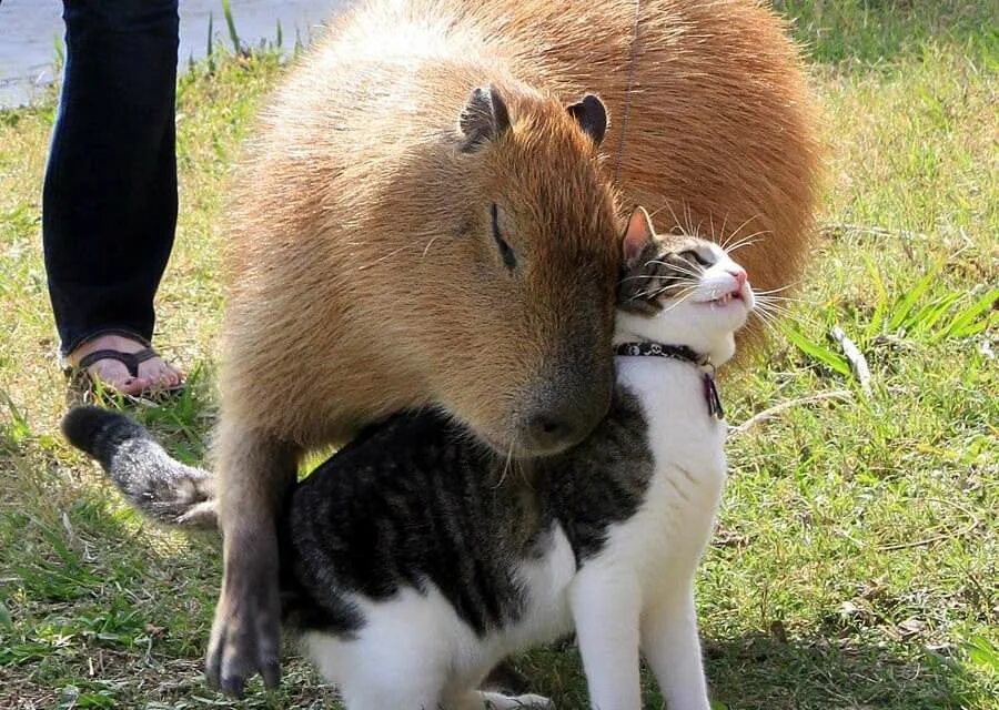 Капибара. Капибары дерутся. Семейство капибар. Выдра и капибара. My pets capybaras