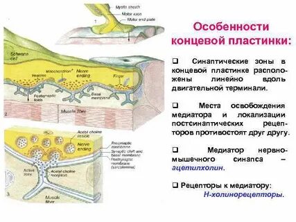 Нервно мышечная концевая пластинка