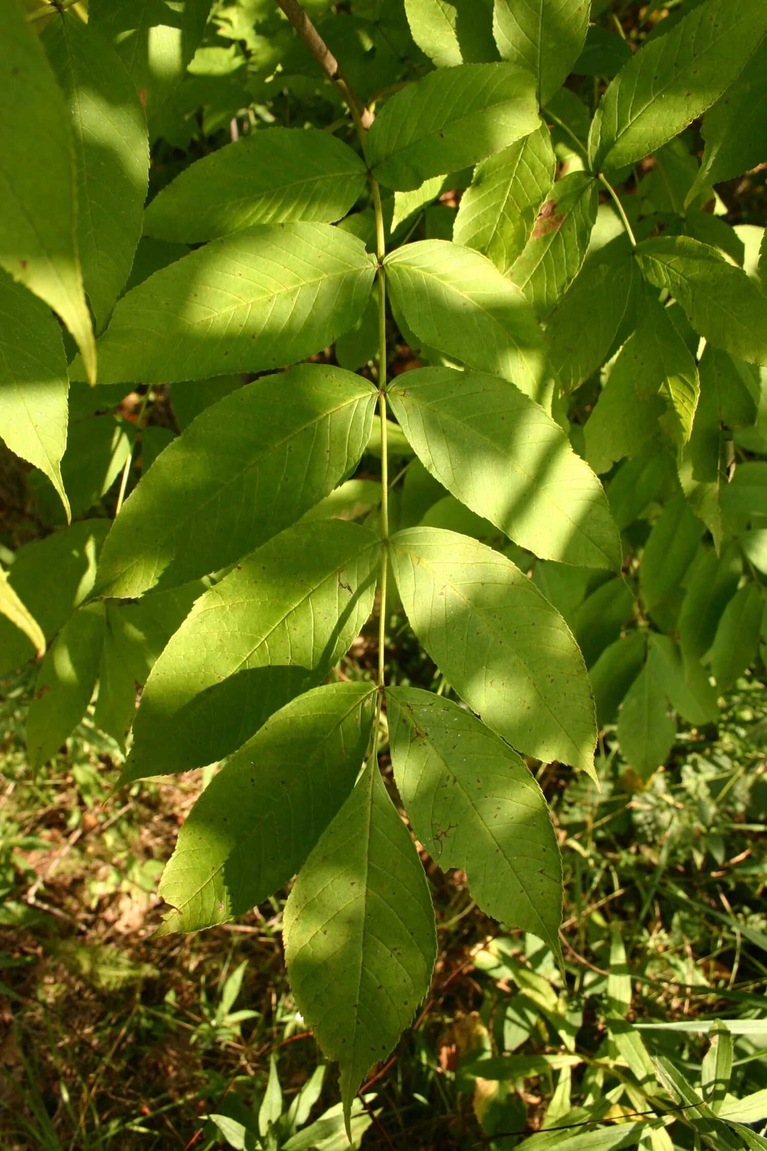 Ясень пенсильванский лист. Ясень пенсильванский Fraxinus pennsylvanica. Fraxinus листья. Ясень ланцетный листья.