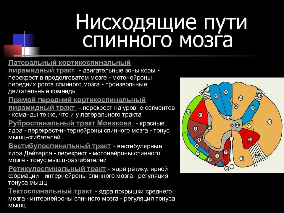 Нисходящие пути спинного. Основные нисходящие пути спинного мозга. Нисходящие проводящие пути спинного мозга. Проводящие пути спинного мозга таблица. Проводящие пути спинного мозга функции.