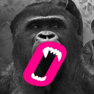 Na zare live gorilla