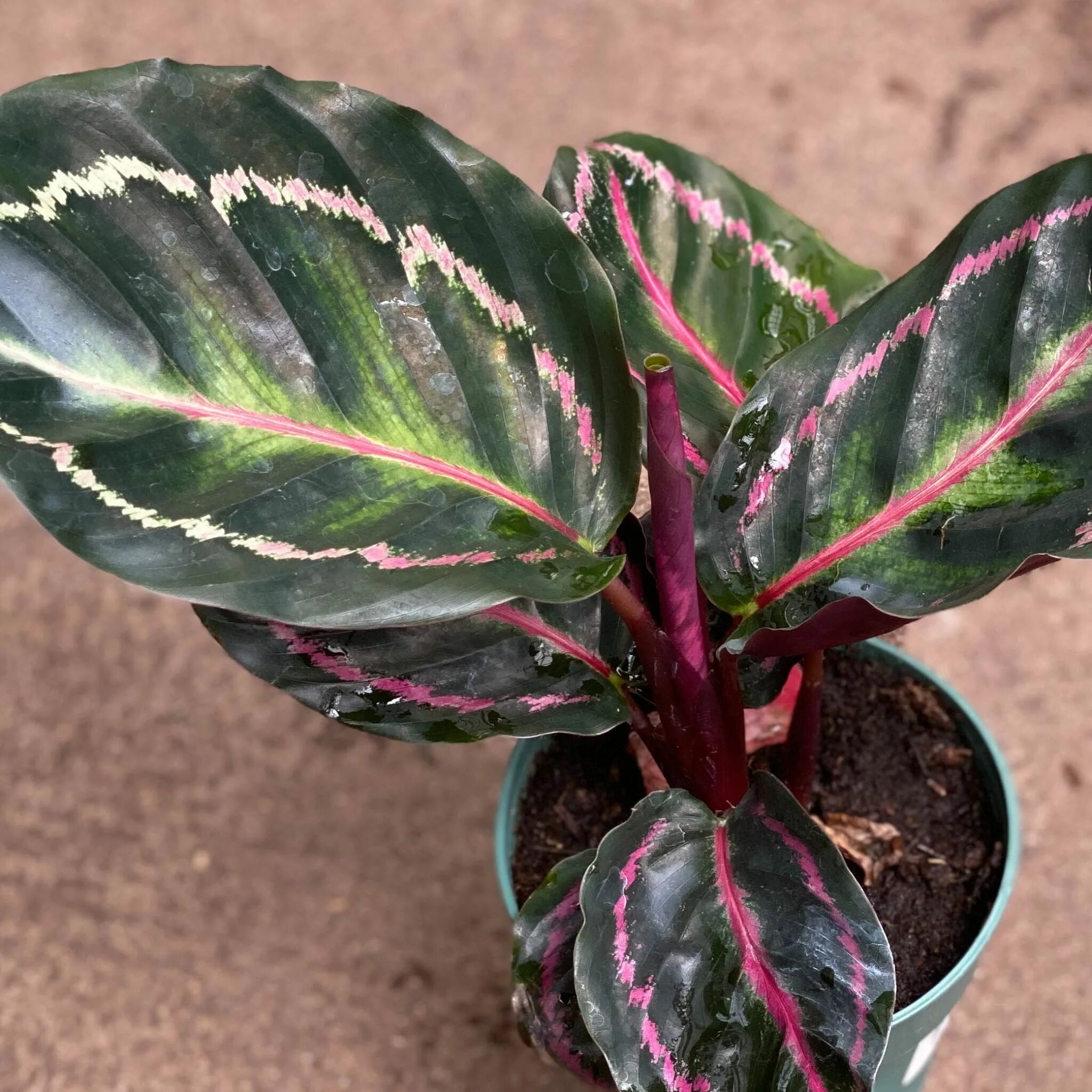 Калатея сорта с фото Pin by Kim Heide on House Plants Ornamental plants, Calathea plant, Rainforest p
