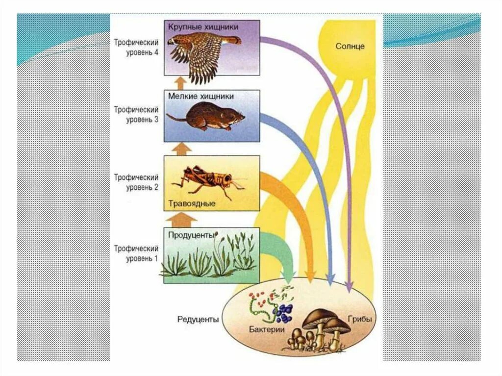 Пищевые цепи и трофические уровни экосистем. Трофические уровни пищевой цепи. Схема трофических уровней в биологии. Трофические уровни экосистемы. Бактерии и грибы составляют в экосистеме группу